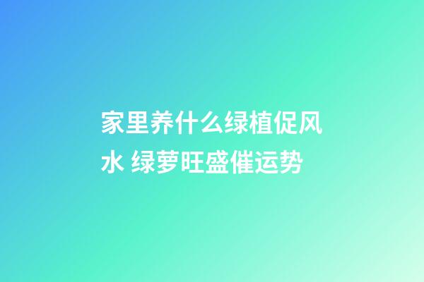 家里养什么绿植促风水 绿萝旺盛催运势